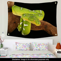 Emerald Tree Boa  ( Corallus Caninus) Wall Art 32955340