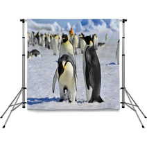 Emperor Penguin Backdrops 27466406