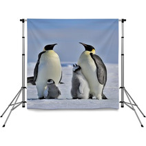 Emperor Penguin Backdrops 27468295