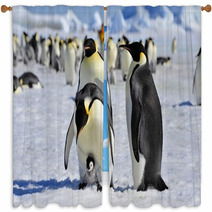 Emperor Penguin Window Curtains 27466406
