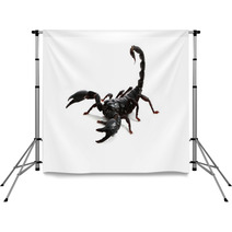 Emperor Scorpion ( Pandinus Imperator) On White Background. Backdrops 87966656