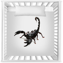 Emperor Scorpion ( Pandinus Imperator) On White Background. Nursery Decor 87966656
