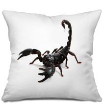 Emperor Scorpion ( Pandinus Imperator) On White Background. Pillows 87966656