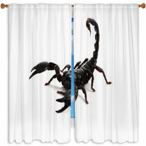 Emperor Scorpion ( Pandinus Imperator) On White Background. Window Curtains 87966656