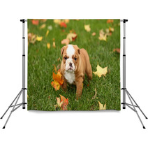 English Bulldog In Grass With Leaves Backdrops 17633041