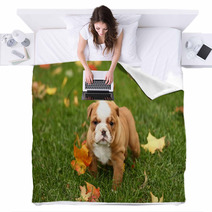 English Bulldog In Grass With Leaves Blankets 17633041
