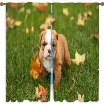 English Bulldog In Grass With Leaves Window Curtains 17633041
