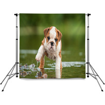 English Bulldog Puppy In The Water Backdrops 58776564