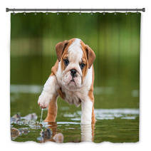 English Bulldog Puppy In The Water Bath Decor 58776564