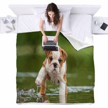 English Bulldog Puppy In The Water Blankets 58776564