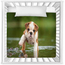 English Bulldog Puppy In The Water Nursery Decor 58776564
