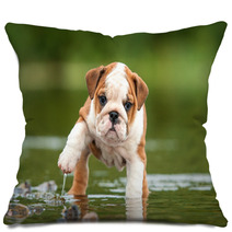 English Bulldog Puppy In The Water Pillows 58776564