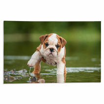 English Bulldog Puppy In The Water Rugs 58776564