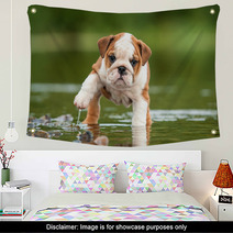 English Bulldog Puppy In The Water Wall Art 58776564