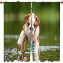 English Bulldog Puppy In The Water Window Curtains 58776564