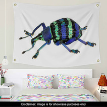 Eupholus Magnificus, An Amazing Weevil From Papua New Guinea Wall Art 63078937