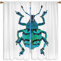 Eupholus Schoenherri, A Beautiful Weevil From Papua New Guinea Window Curtains 37155659