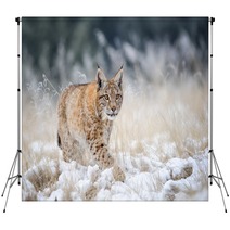 Eurasian Lynx Cub Walking On Snow With High Yellow Grass On Background Backdrops 88718195