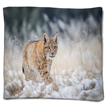 Eurasian Lynx Cub Walking On Snow With High Yellow Grass On Background Blankets 88718195