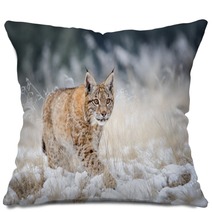 Eurasian Lynx Cub Walking On Snow With High Yellow Grass On Background Pillows 88718195