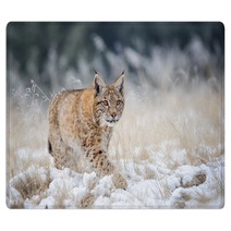 Eurasian Lynx Cub Walking On Snow With High Yellow Grass On Background Rugs 88718195