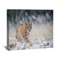 Eurasian Lynx Cub Walking On Snow With High Yellow Grass On Background Wall Art 88718195