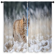 Eurasian Lynx Cub Walking On Snow With High Yellow Grass On Background Window Curtains 88718195