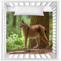 Eurasian Lynx Nursery Decor 83714062