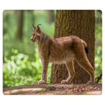 Eurasian Lynx Rugs 83714062