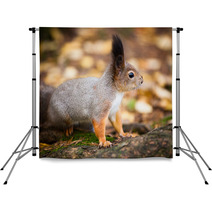 Eurasian Red Squirrel In The Wild Backdrops 99704005