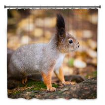 Eurasian Red Squirrel In The Wild Bath Decor 99704005