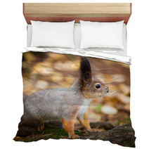 Eurasian Red Squirrel In The Wild Bedding 99704005