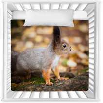Eurasian Red Squirrel In The Wild Nursery Decor 99704005
