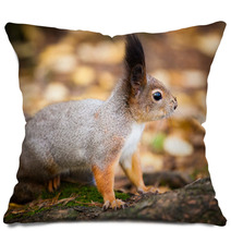 Eurasian Red Squirrel In The Wild Pillows 99704005