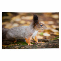 Eurasian Red Squirrel In The Wild Rugs 99704005