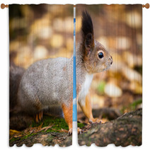 Eurasian Red Squirrel In The Wild Window Curtains 99704005