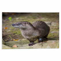 European Otter In Nature. Rugs 69094454