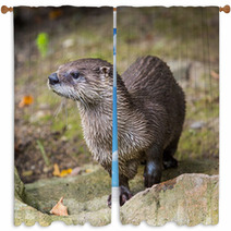 European Otter In Nature. Window Curtains 69094454