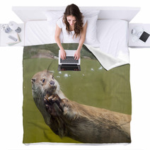 European Otter (Lutra Lutra Lutra) Blankets 85425059