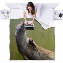 European Otter (Lutra Lutra Lutra) Blankets 85425109