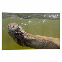 European Otter (Lutra Lutra Lutra) Rugs 85425059