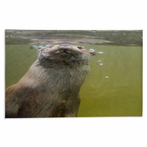European Otter (Lutra Lutra Lutra) Rugs 85425169