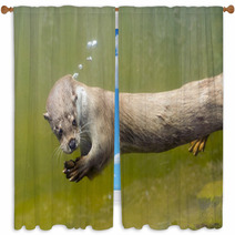 European Otter (Lutra Lutra Lutra) Window Curtains 85425034