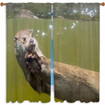 European Otter (Lutra Lutra Lutra) Window Curtains 85425059