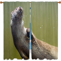 European Otter (Lutra Lutra Lutra) Window Curtains 85425109