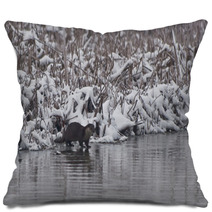 European Otter (Lutra Lutra) Pillows 96465389