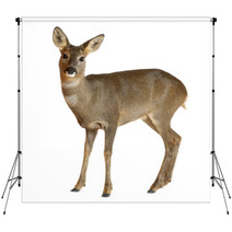 European Roe Deer, Capreolus Capreolus, 3 Years Old Backdrops 42044632