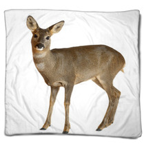 European Roe Deer, Capreolus Capreolus, 3 Years Old Blankets 42044632