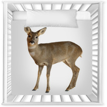 European Roe Deer, Capreolus Capreolus, 3 Years Old Nursery Decor 42044632