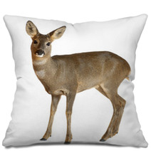 European Roe Deer, Capreolus Capreolus, 3 Years Old Pillows 42044632